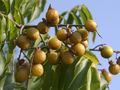 Będący pestkowcem, owoc azjatyckiego drzewa Sapindus mucorossi, wyjątkowo bogaty w saponiny (aż 15%), jest potocznie nazywany orzechem piorącym lub kasztanem piorącym.
Źródło: http://www.orzechy-piorace.baza-wiedzy.com/